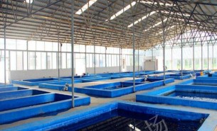 水產品重量分撿機:自動稱重分撿成多重量級別