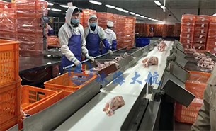 白條雞分揀機、整鴨分選機高效取代人工分揀，比人工快5倍