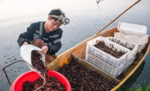 小龍蝦分揀機_龍蝦自動分選機_龍蝦稱重分級—水產分選機系列