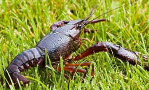 小龍蝦多級分選秤 小龍蝦重量分選秤 水產品重量分選機