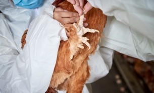 雞爪分選機 鴨爪分選機  雞爪重量稱重分選設備 鴨爪重量稱重分選設備  珠海大航雞爪分選機