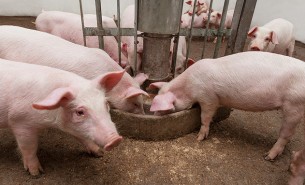 豬肉分選機 整豬分選機 豬腿分選機 豬肉重量分選機 整豬重量分選機 豬腿重量分選機 珠海大航重量分選機 珠海大航豬重量分選機 豬肉重量分選設備