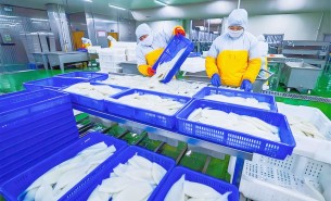 魷魚重量分揀設備  魷魚重量分選機  魷魚重量大小分級機 海鮮水產品重量分選  重量分選機