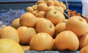 探索秋月梨重量分選機如何按重量精準分級與一體化自動化運作