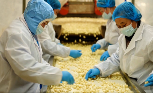 探索大蒜自動配重機精準配重及自動輸送包裝工位的優勢