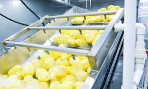 探索鳳梨重量分選機如何實現鳳梨精準重量分選及產業助力