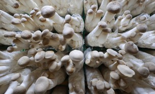 了解杏鮑菇配重機如何精準配重，推動杏鮑菇產業高效發展