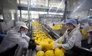 了解柚子重量分選機如何實現柚子精準重量分選及產業應用優勢