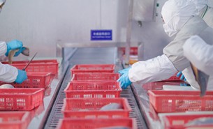 重量分級不準(zhǔn)的破題之選 - 珠海大航重量分選機(jī)