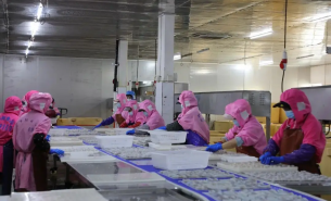 珠海大航淡水魚重量分選機(jī)，實(shí)現(xiàn)精準(zhǔn)分級與高效生產(chǎn)