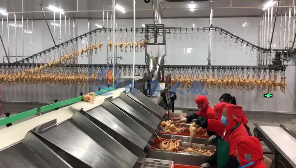 1587538867956553.jpg 禽肉分選機客戶現(xiàn)場.jpg