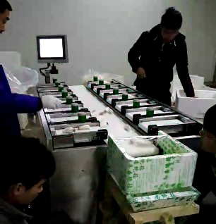 小杏鮑菇稱重分揀 小杏鮑菇稱重分揀